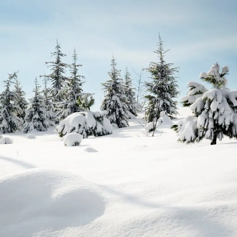 pexels-photo-35563138